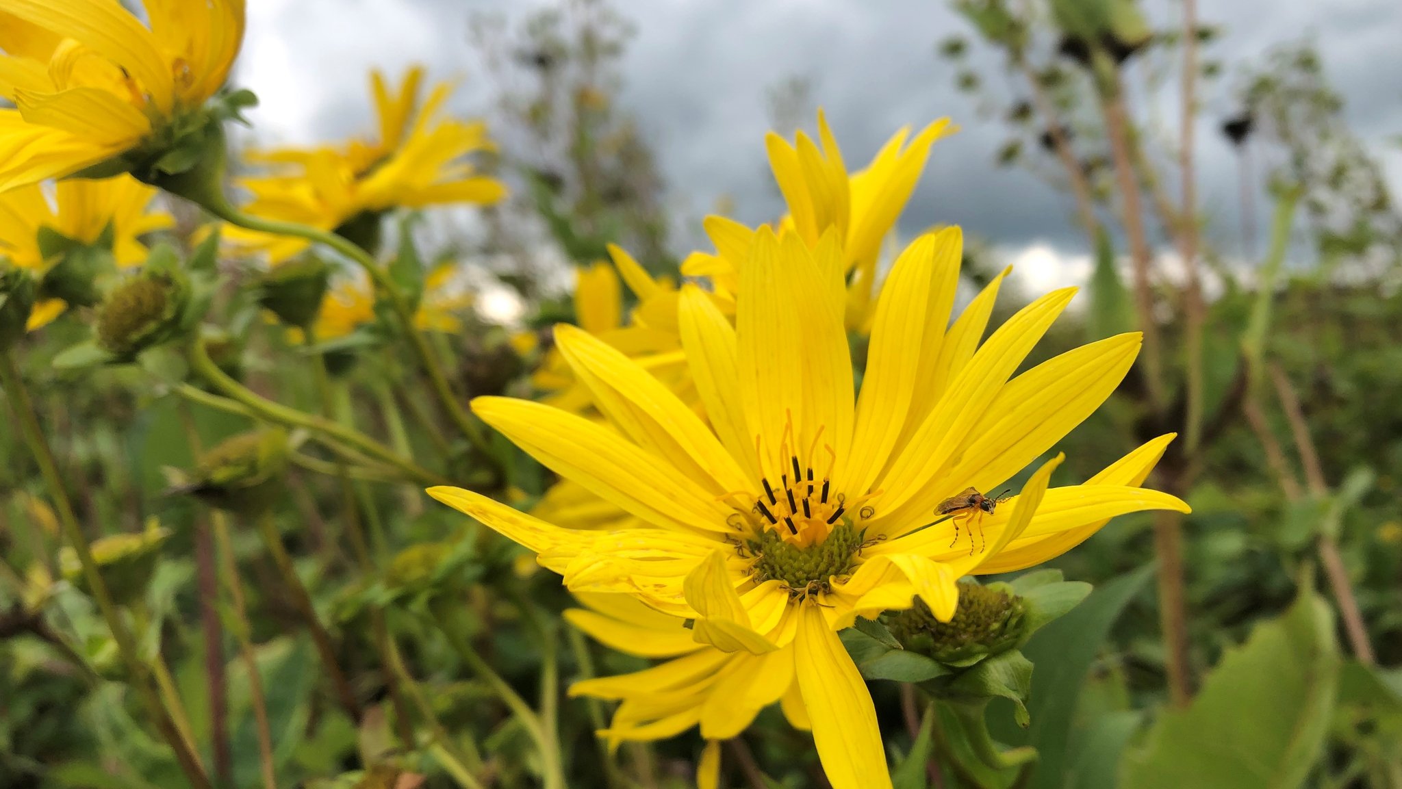 Eine gelbe Blüte der Silphie.