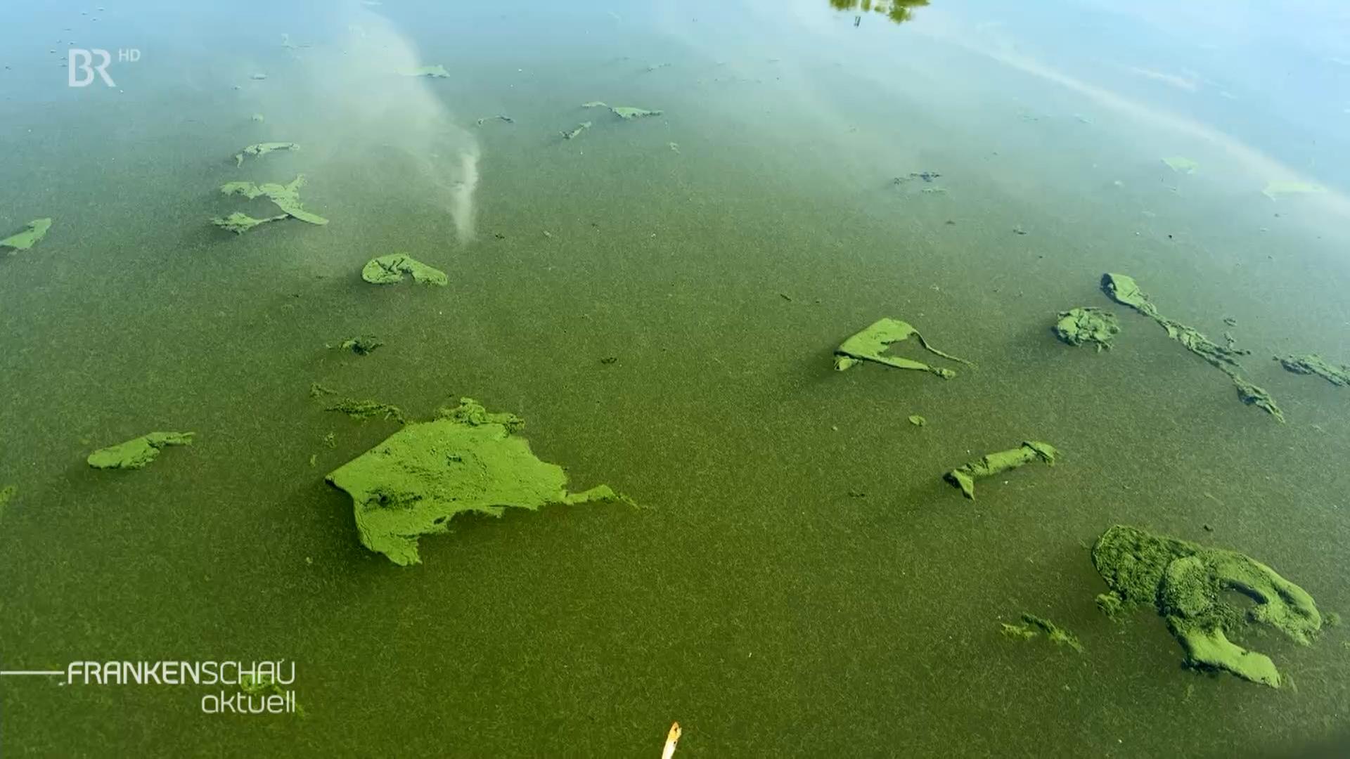 Die Blaualgen-Konzentration im Altmühlsee ist in diesem Jahr so hoch wie noch nie. Beim Absterben verfärben sich die Cyano-Bakterien blau.