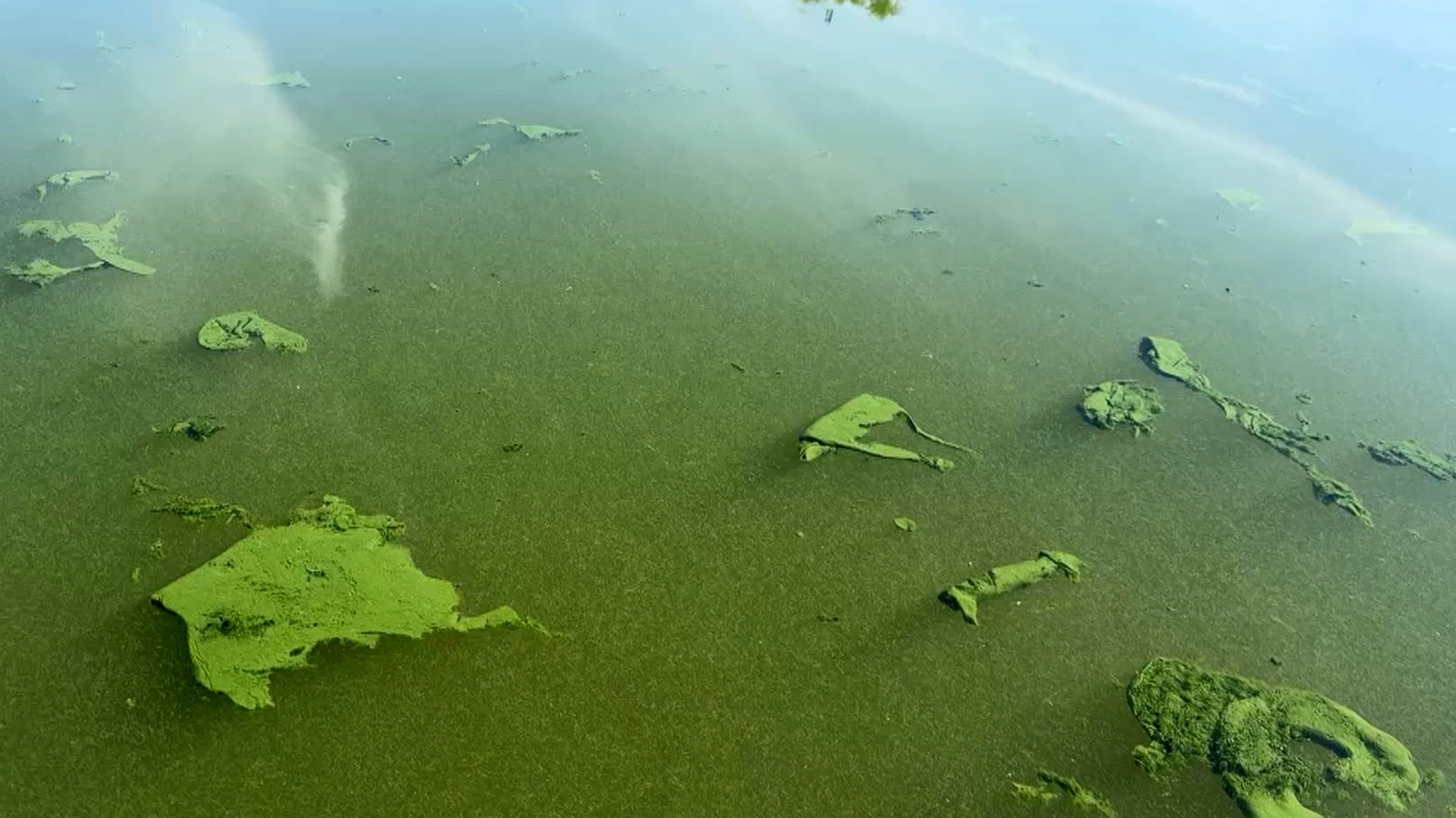 Radeln statt Baden: Blaualgen im Altmühlsee so schlimm wie nie