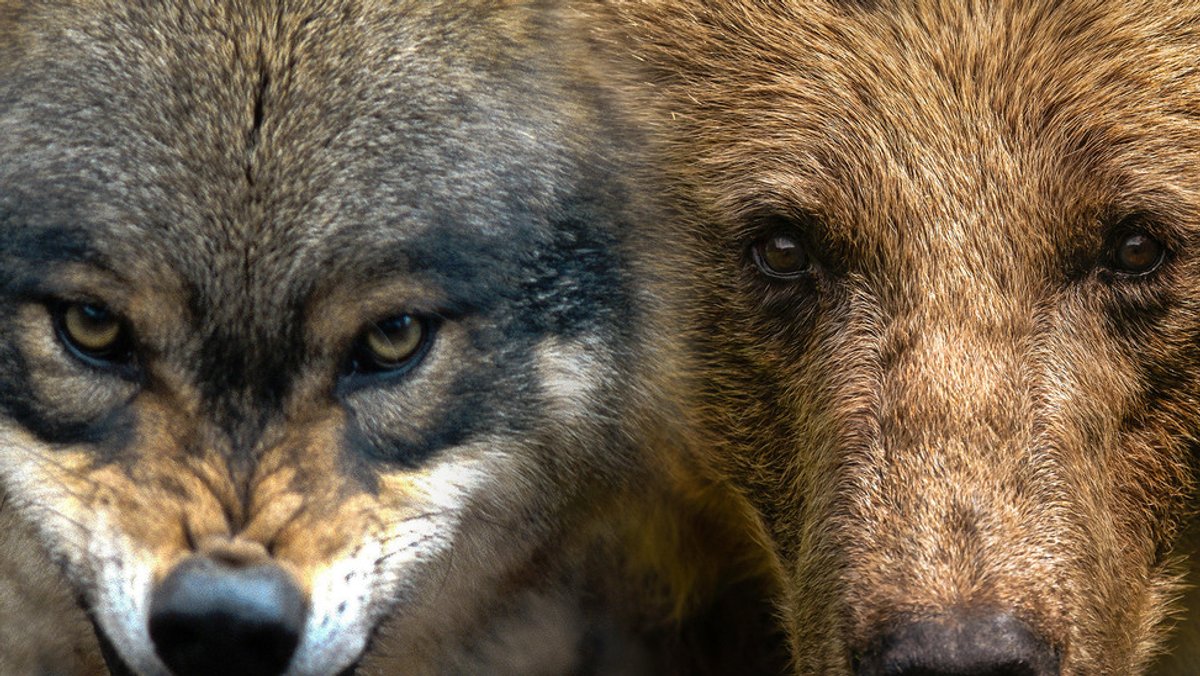 Wölfe und Bären in Bayern – wie kann das funktionieren?