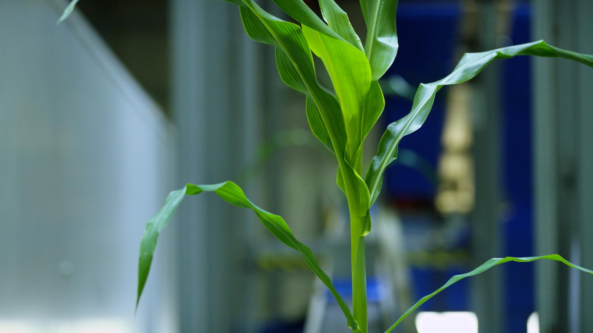 Symbolbild: Grüne Gentechnik