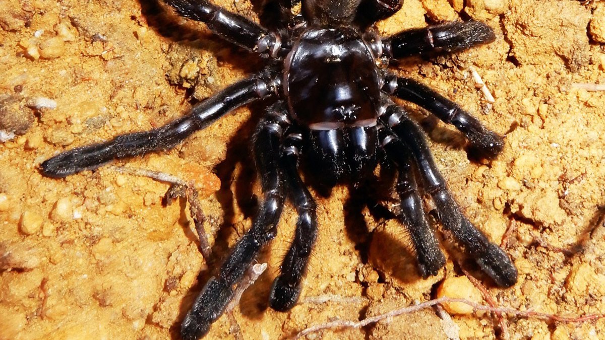 Älteste Spinne der Welt mit 43 Jahren gestorben