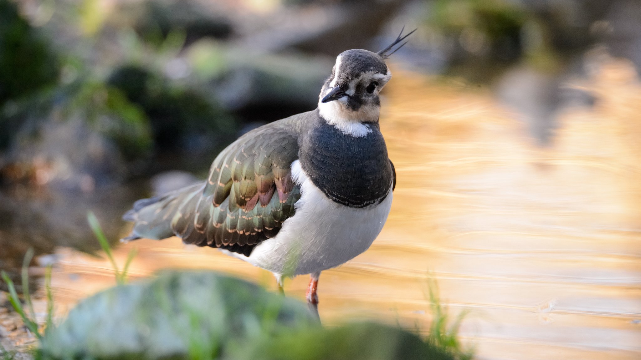 Ein Kiebitz steht an einem Teich (Symbolfoto)