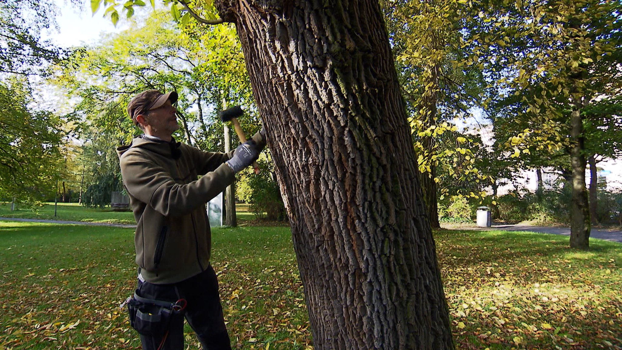 Holger Brandt vom Würzburger Gartenamt überprüft mit dem Gummihammer, ob dieser Baum wie befürchtet durch Pilzbefall innen hohl ist.