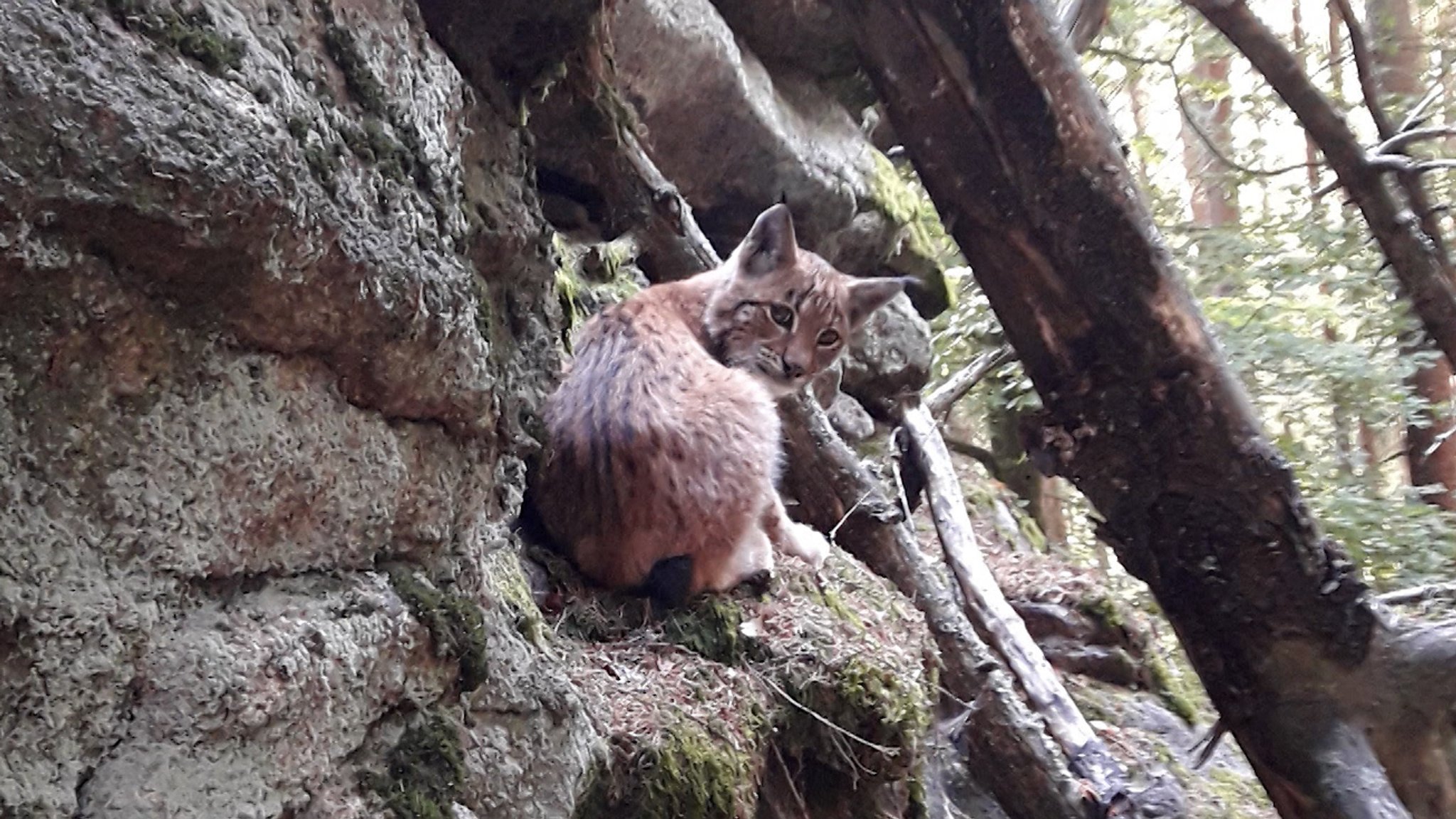 Seit der ersten Auswilderung 2016 wächst und gedeiht die Luchs-Population im Naturpark Steinwald ganz prächtig. Auch die zunächst skeptischen Jäger halen die Präsenz der Pinselohren inzwischen für sinnvoll und haben weiteren Ansiedlungen zugestimmt.