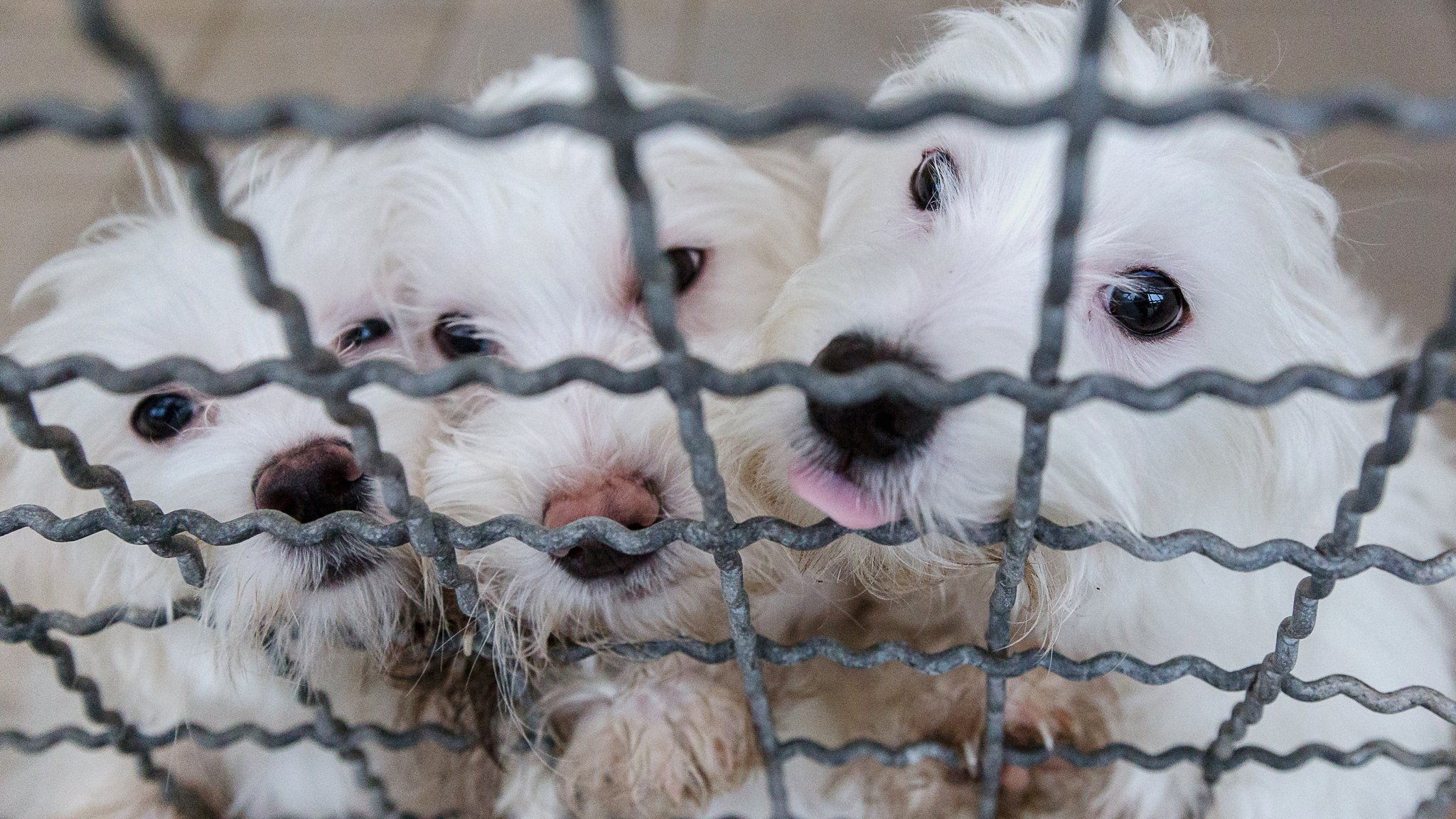 Das brutale Geschäft mit Hundewelpen