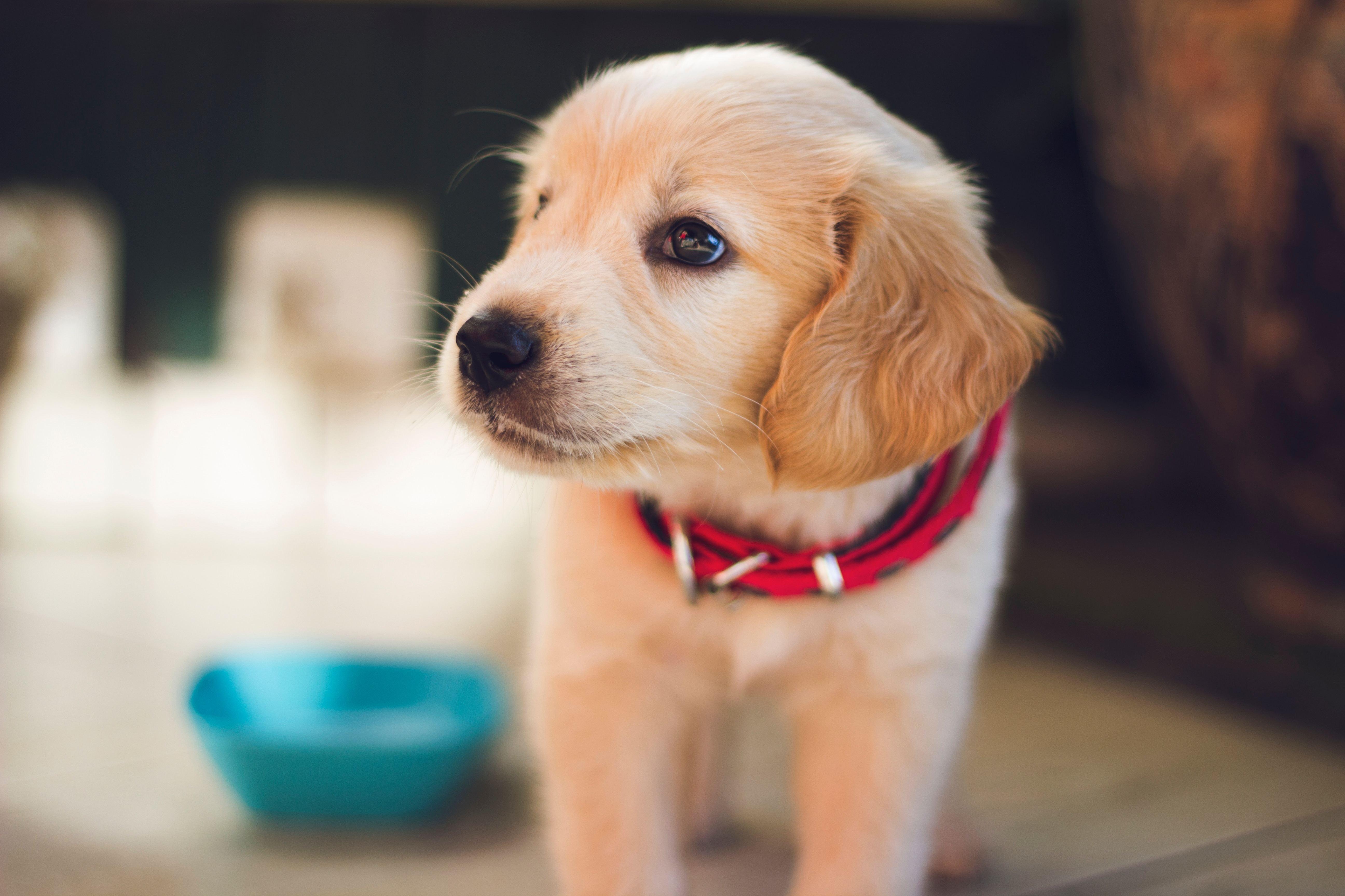 Die 10 Süßesten Hundewelpen Der Welt