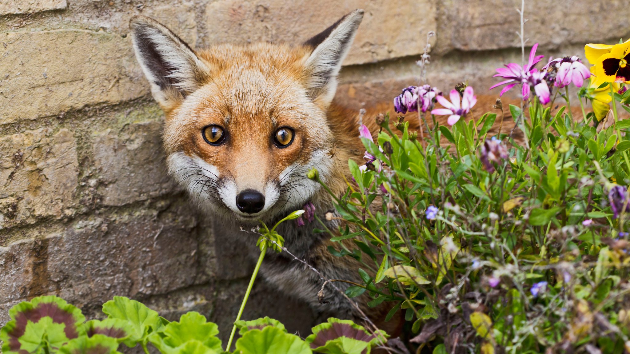 Fuchsbandwurm-Infektionen: Häufiger als gedacht, oft unentdeckt