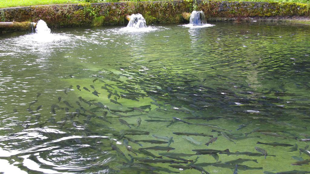 Forellenzucht, Fischteich mit Forellenschwarm, Deutschland 
