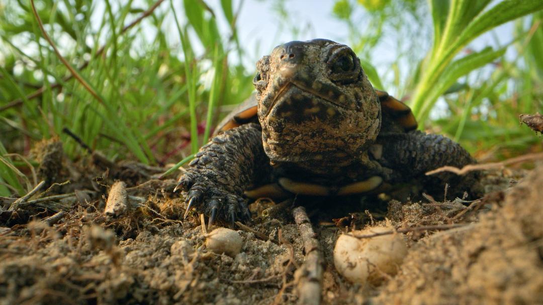 Eine kleine Schildkröte krabbelt aus dem Gelege.