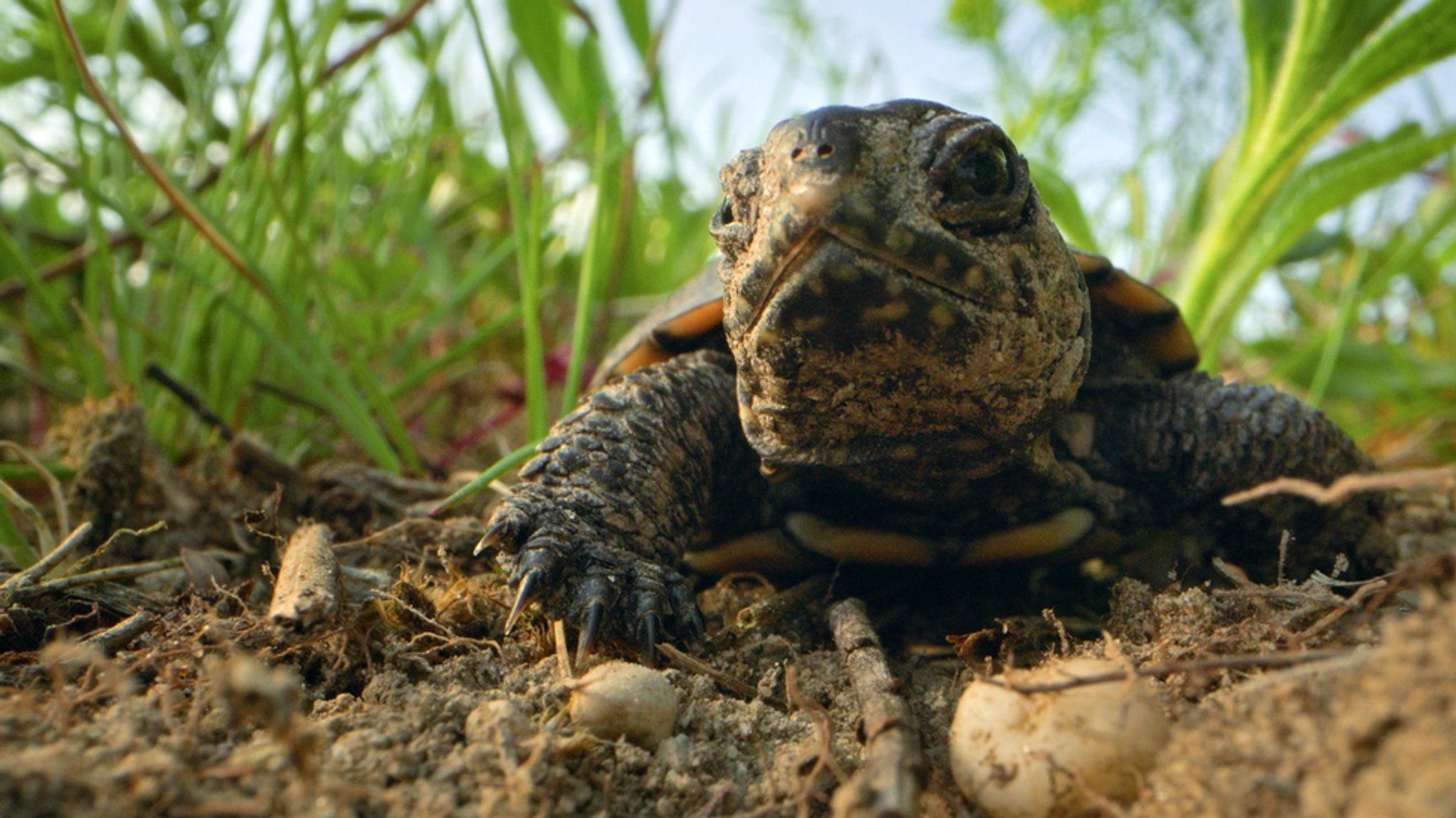 Eine kleine Schildkröte krabbelt aus dem Gelege.