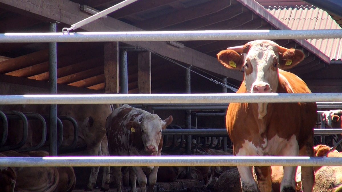 Weidepflicht für Bio-Kühe stellt viele Biobauern vor Probleme