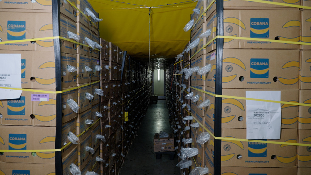 Viele Bananenkisten stehen in der Reifekammer. 