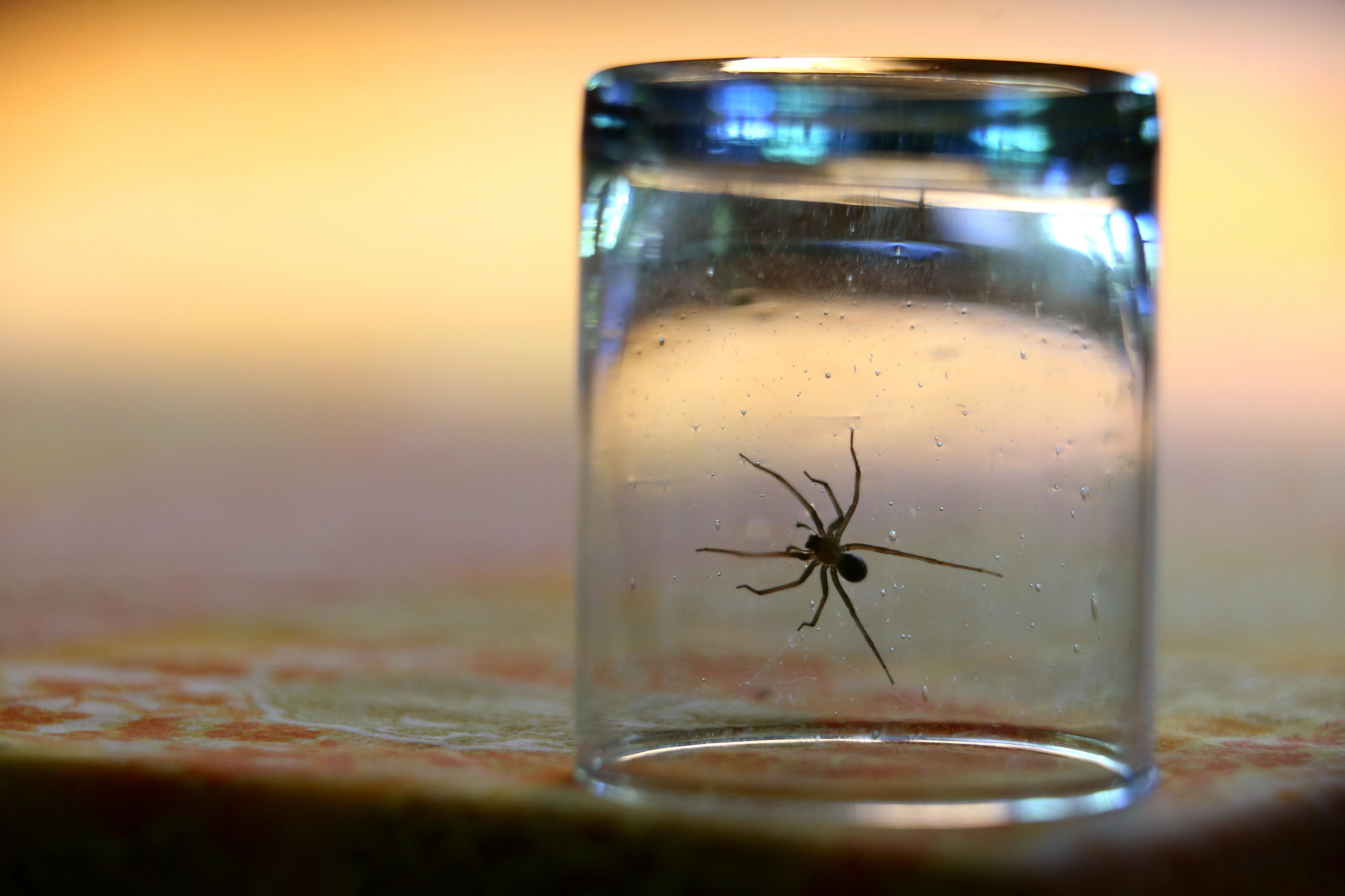 Spinne in einem Glas