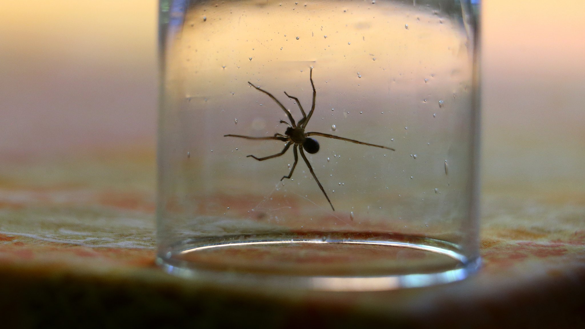 Spinne in einem Glas