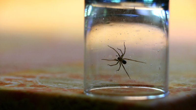 Spinne in einem Glas | Bild: picture alliance / dpa-tmn | Karl-Josef Hildenbrand Spinne in einem Glas
