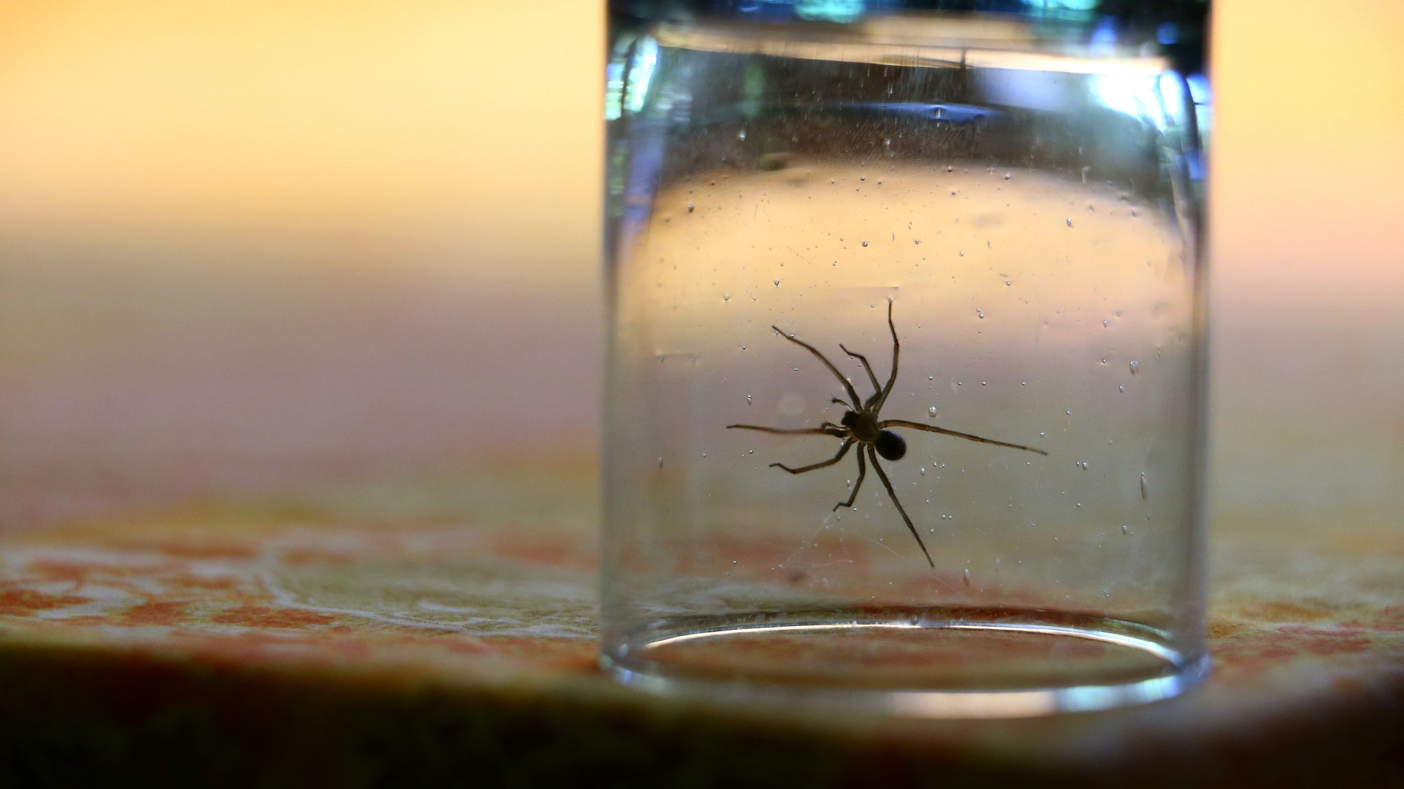 Spinne in einem Glas