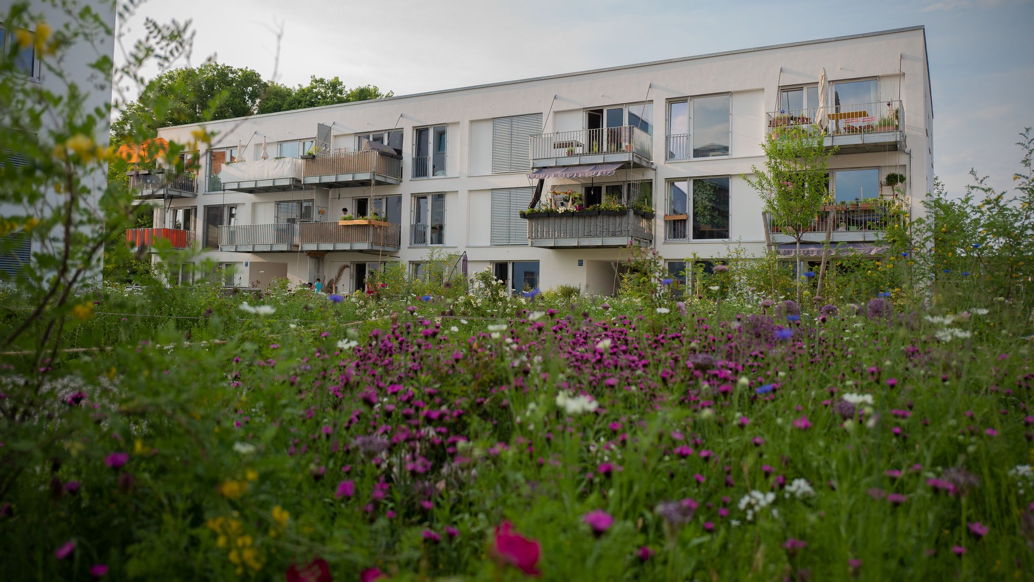 Wildblumenwiese vor einem Mehrfamilienhaus. 