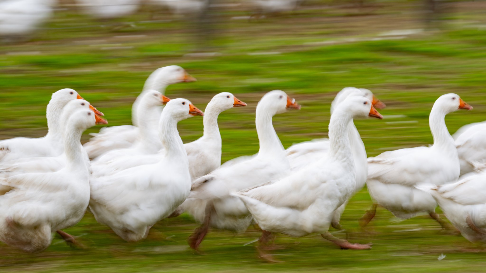 Gänse laufen über eine Wiese. | Bild: picture alliance/dpa | Robert Michael Gänse laufen über eine Wiese.