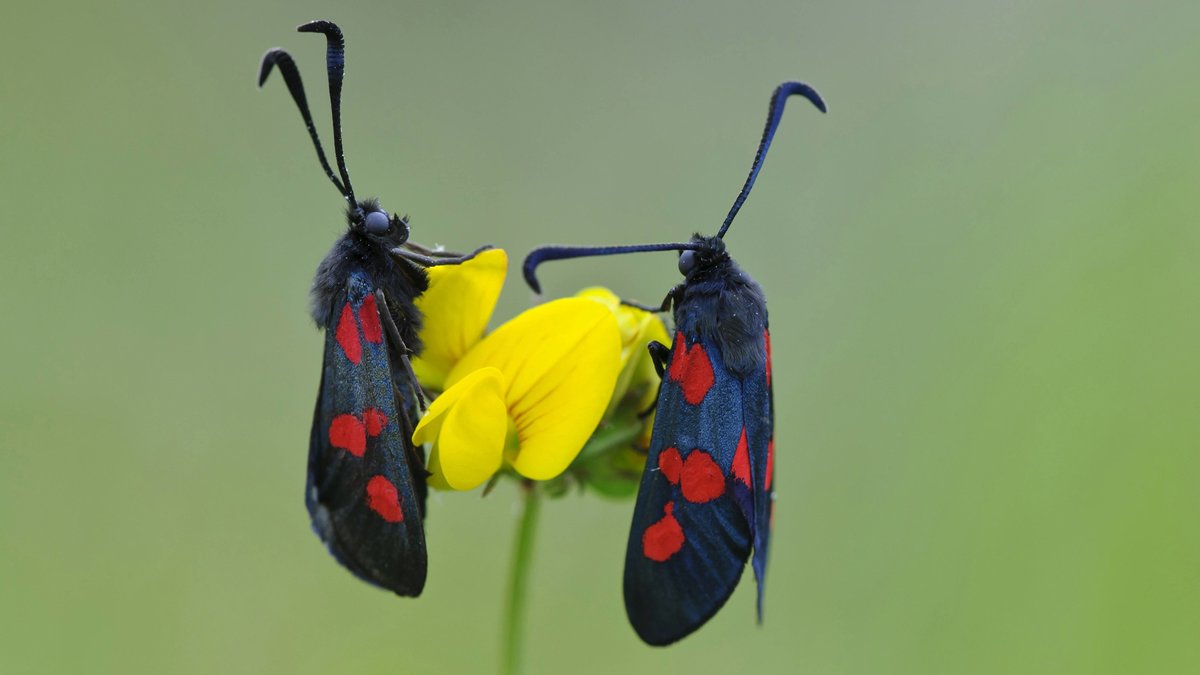 Zwei Schmetterlinge der Art Sechsfleck-Widderchen, auch "Blutströpfchen" genannt, auf gelbem Hornklee sitzend.