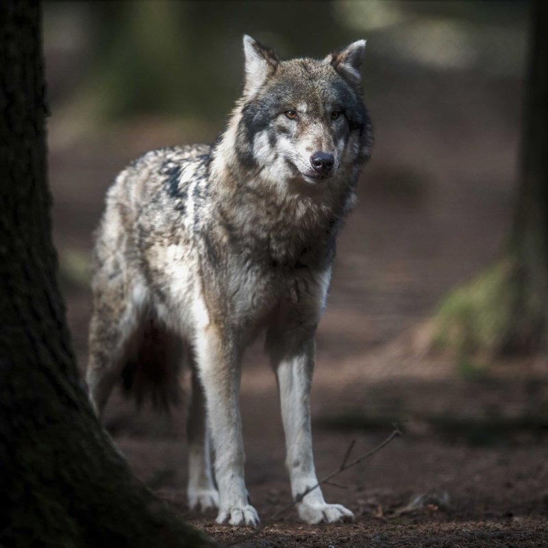Schattenwolf - Forscher lüften Geheimnis um sagenumwobenes Raubtier - IQ - Wissenschaft und Forschung | BR Podcast
