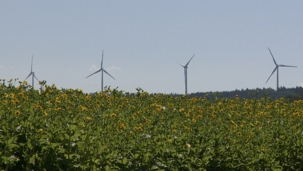 Gemeindeeigene Fuchstaler Windräder, im Vordergrund wächst auf einem Feld Rohstoff für die Biogasanlage 
