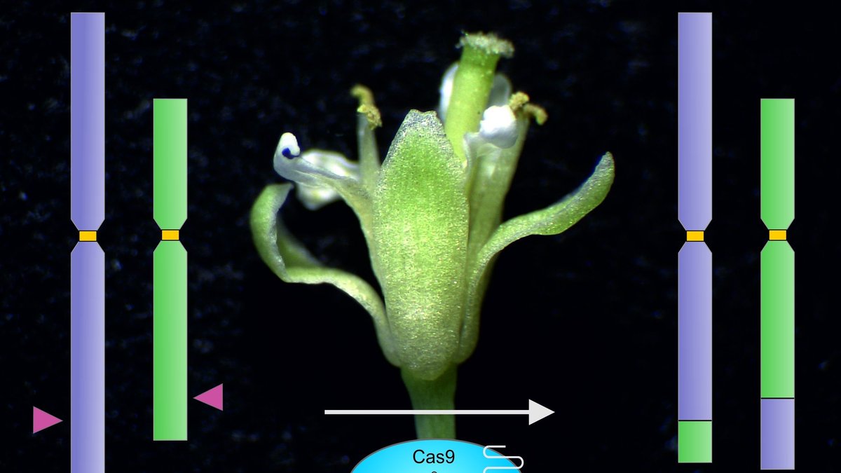 CRISPR/Cas9: Erstmals Chromosomen einer Pflanze umgebaut