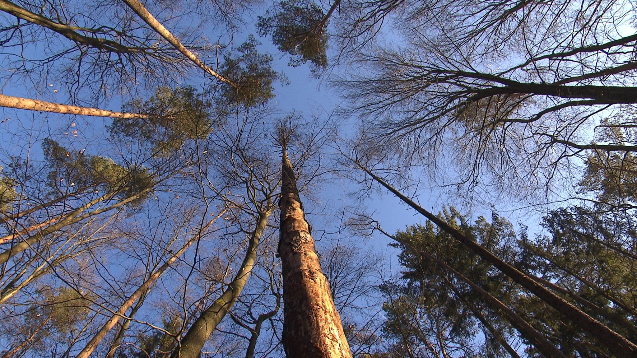 Von Trockenheit gezeichneter Wald