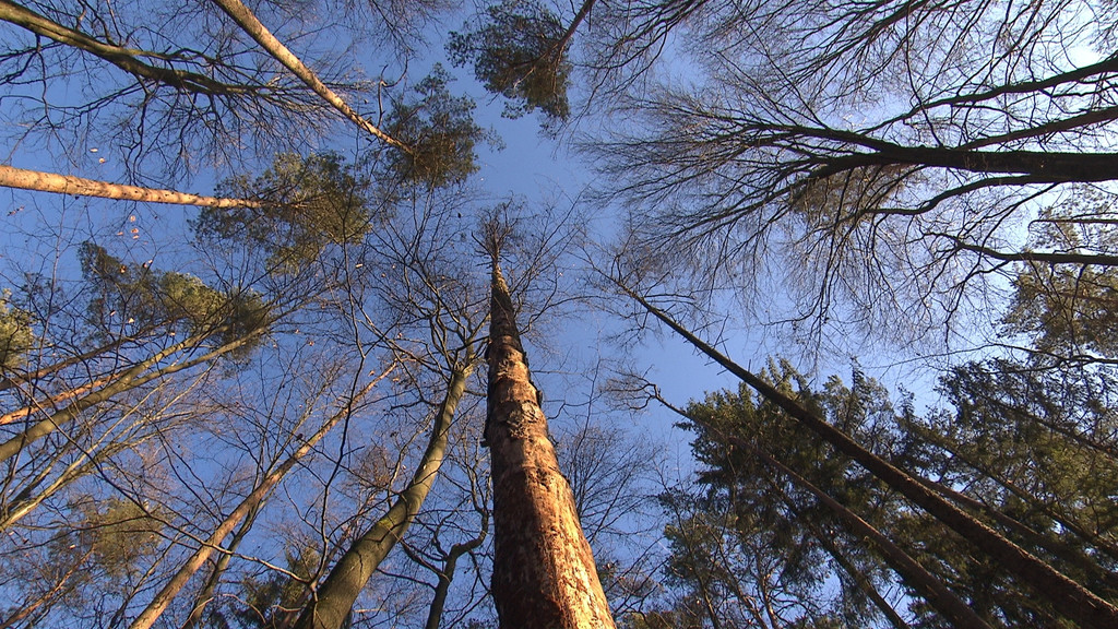Trockenheit im Boden: Frankens Wälder leiden weiter | BR24