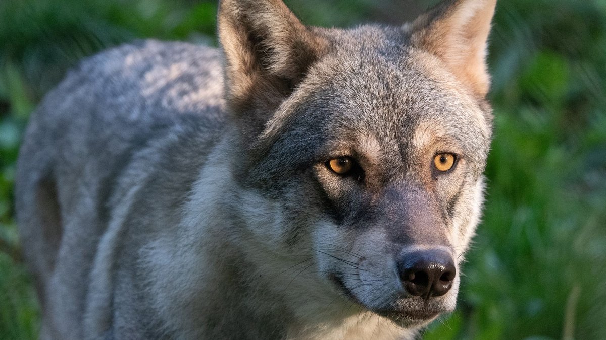 Trotz Protesten: Wolf in Oberbayern darf abgeschossen werden