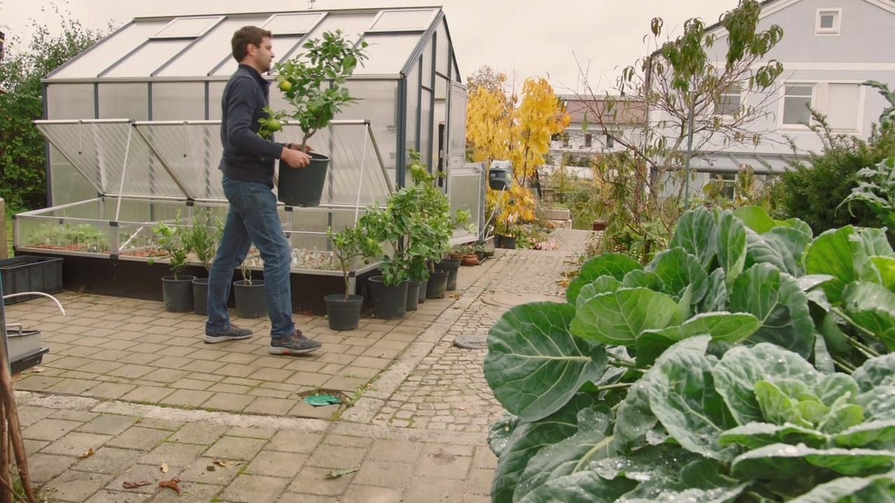 Kübelpflanzen einwintern (Gärtnerei Michael Zehentbauer, Kasing, Lkr. Eichstätt)