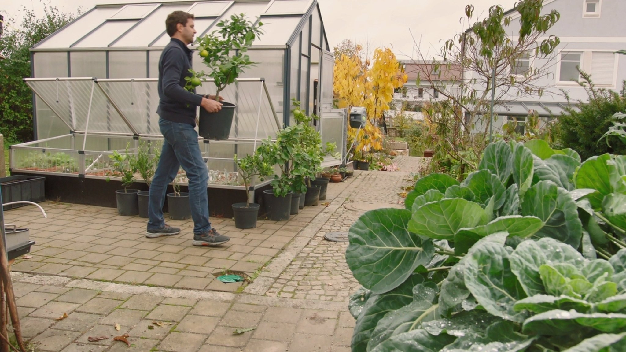 Kübelpflanzen einwintern (Gärtnerei Michael Zehentbauer, Kasing, Lkr. Eichstätt) | Bild: BR / Bernhard Finger Kübelpflanzen einwintern (Gärtnerei Michael Zehentbauer, Kasing, Lkr. Eichstätt)