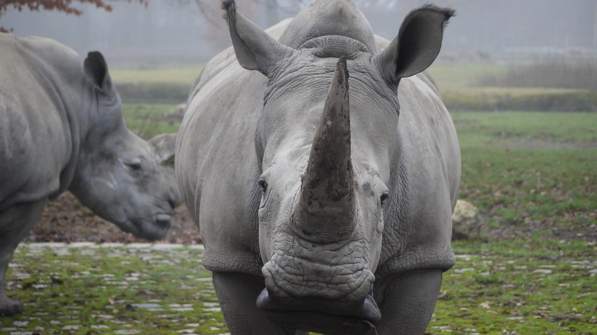 Augsburger Zoo – Nashorn Kibibi eingeschläfert