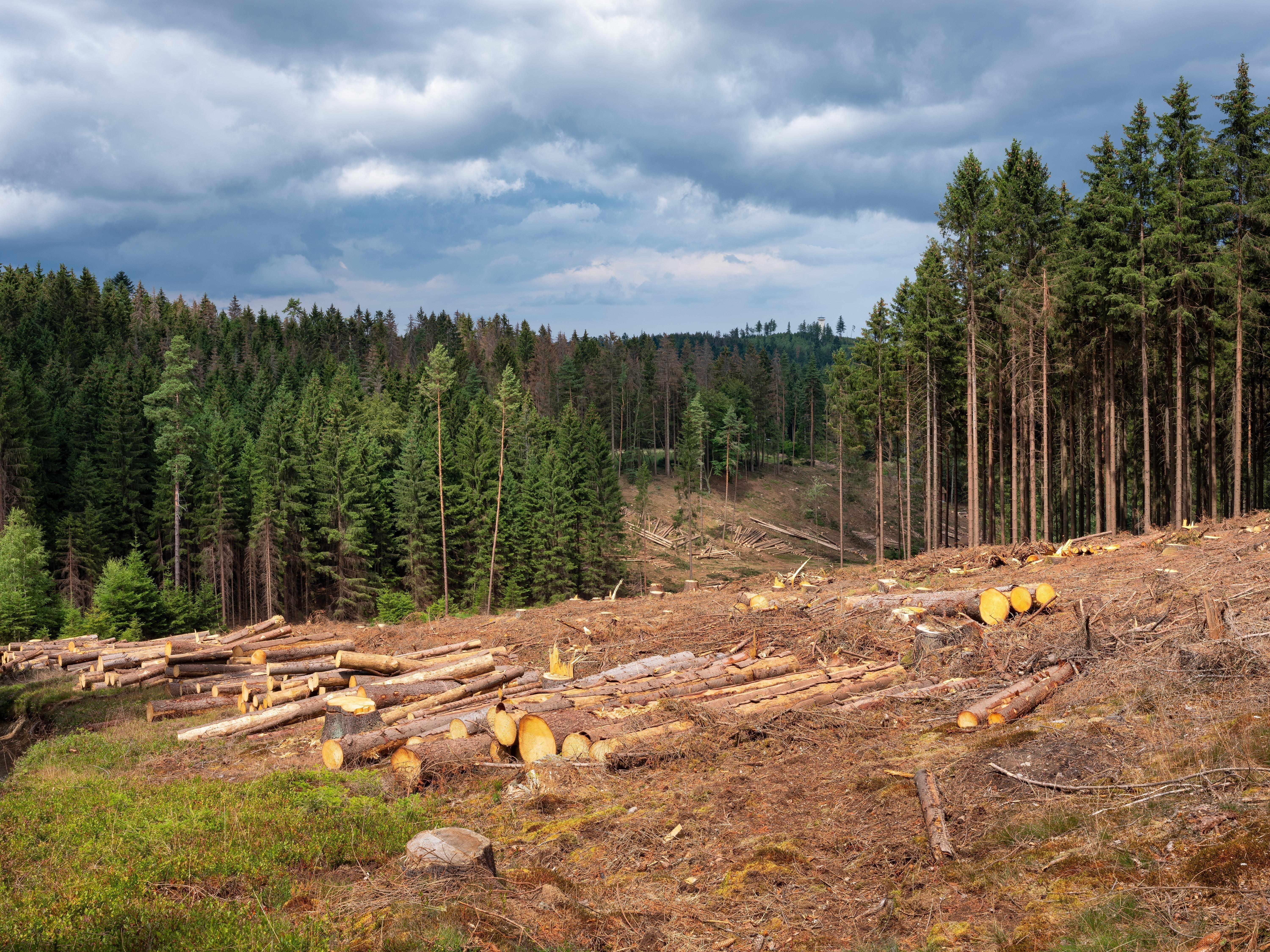 Der Klimawandel setzt dem Wald zu. Im Bild: Fichten-Kahlschlag im Wald nach Borkenkäferbefall im Frankenwald 