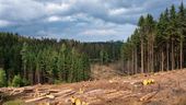 Der Klimawandel setzt dem Wald zu. Im Bild: Fichten-Kahlschlag im Wald nach Borkenkäferbefall im Frankenwald  | Bild:picture alliance / imageBROKER | AVTG