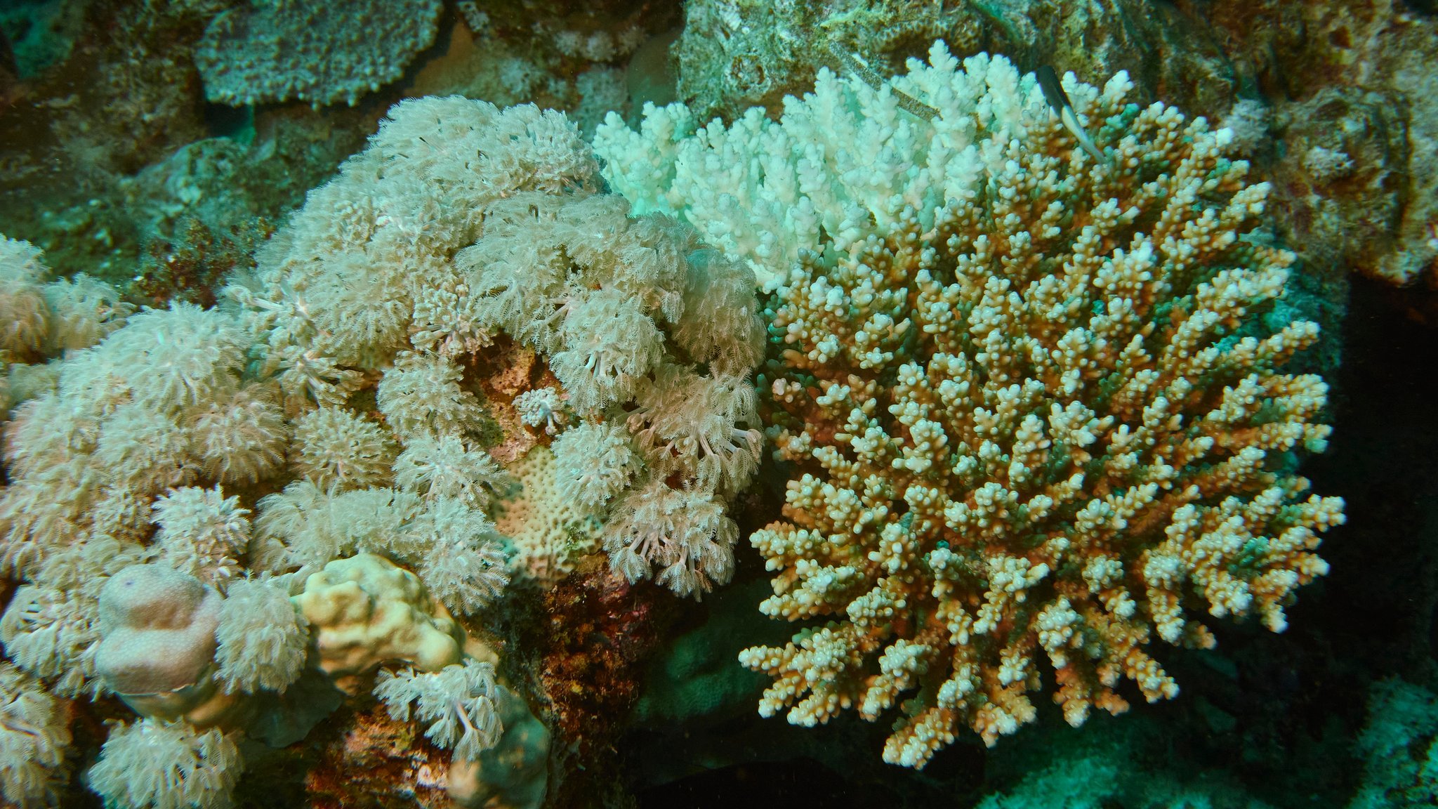 Weiße durch Korallenbleiche teilweise geschädigte Hirschhornkoralle in einem Korallenriff im Roten Meer in Ägypten.