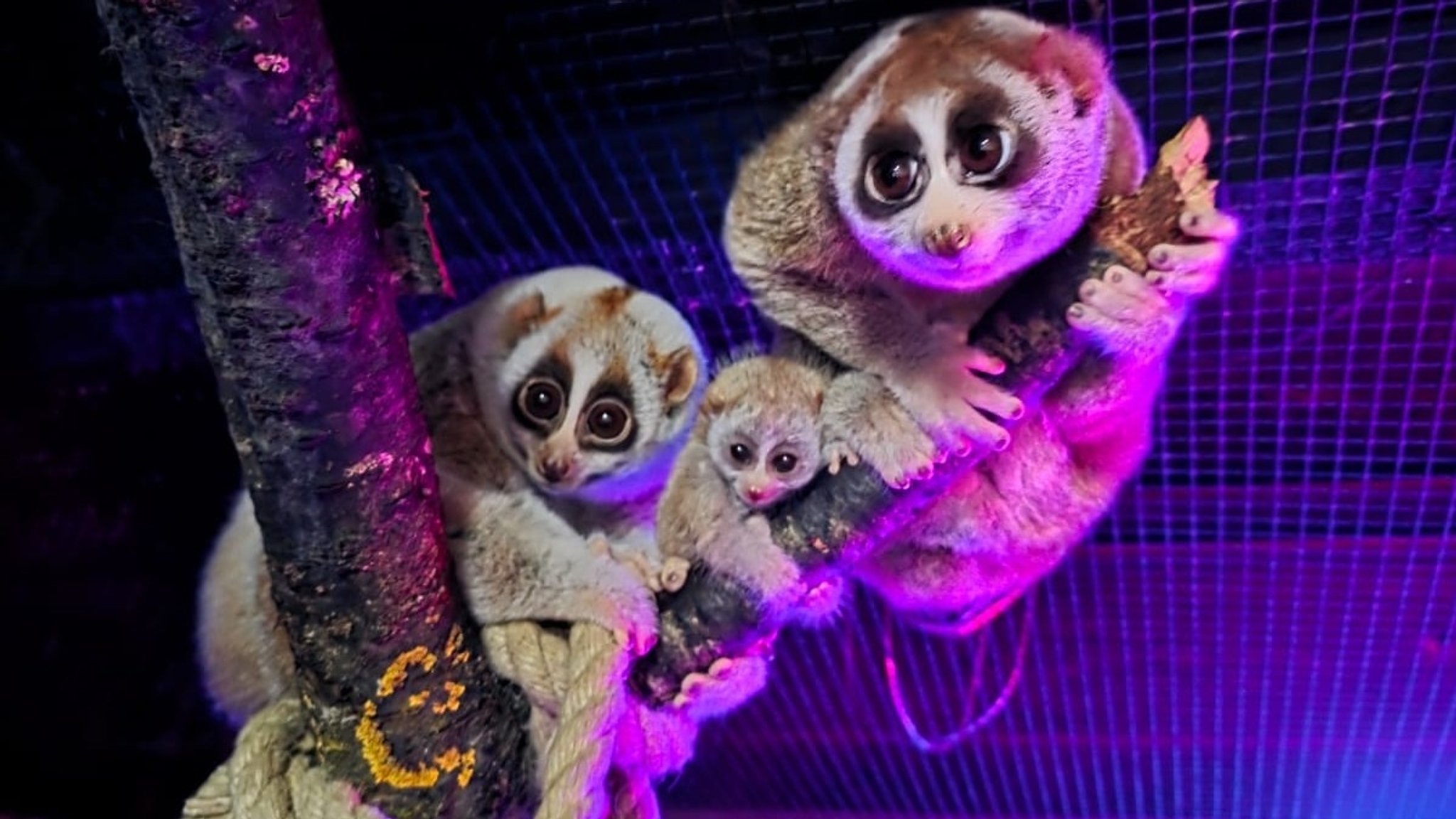 Drei Plumploris auf einem Kletterbaum im Zoo Augsburg. | Bild: Zoo Augsburg Drei Plumploris auf einem Kletterbaum im Zoo Augsburg.