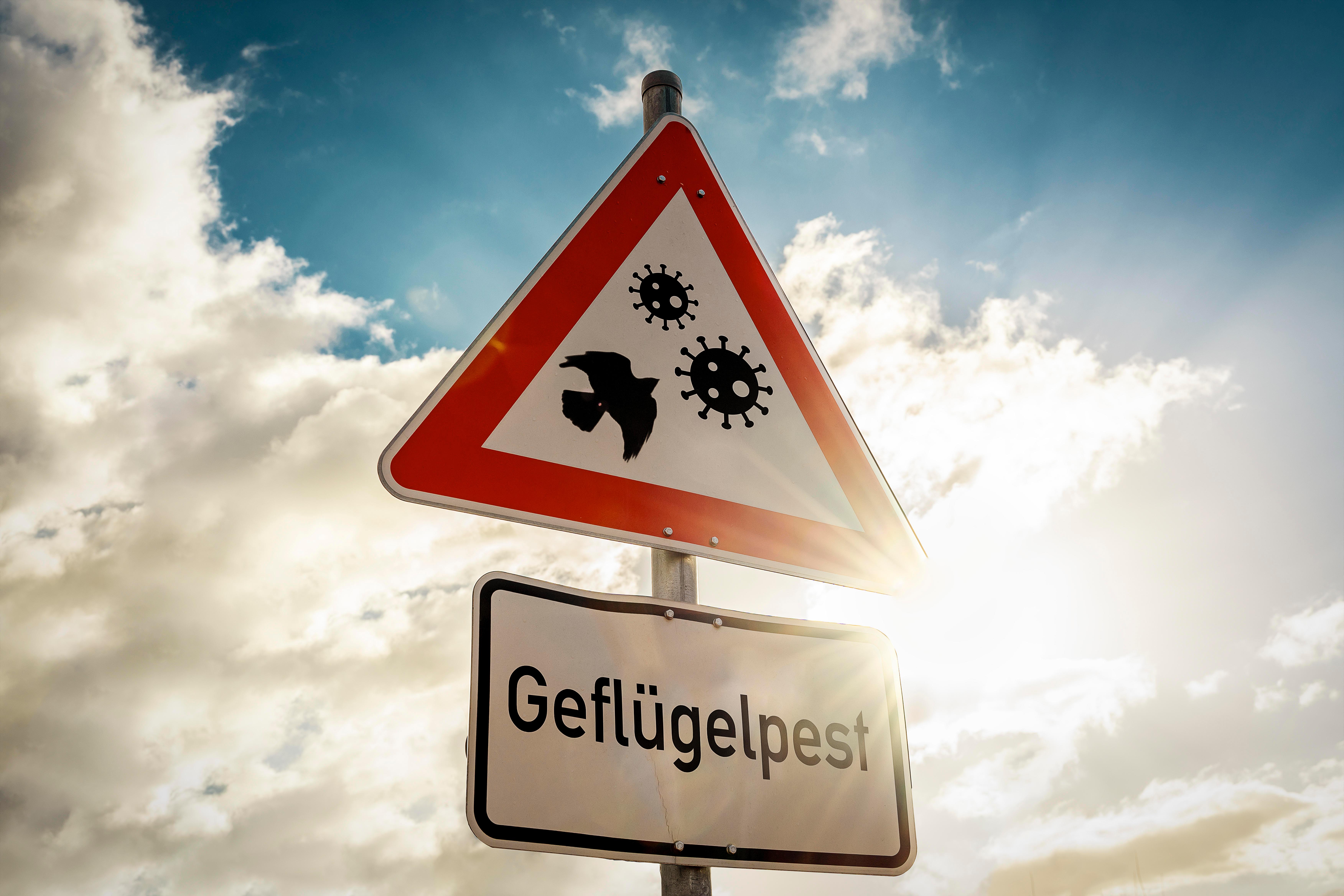 Im Landkreis Dillingen ist die Geflügelpest ausgebrochen.