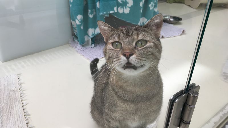 tierschutzer decken illegalen katzenhandel auf br24