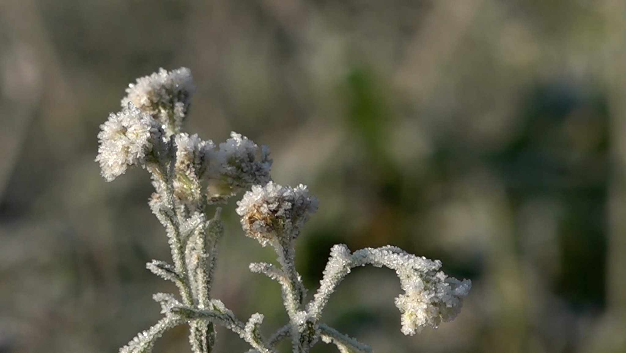 Frost in der Früh