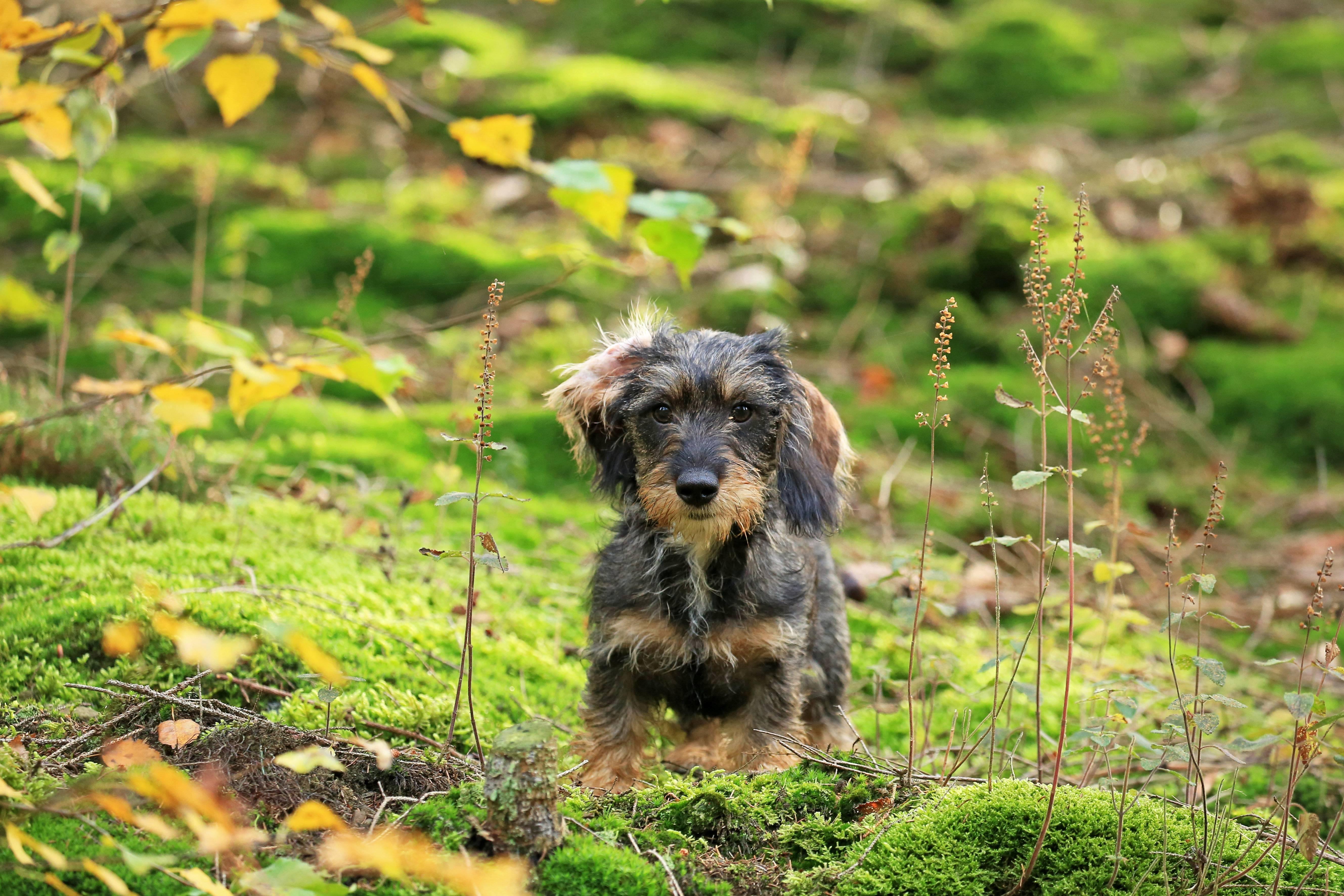 Hunde Alles über den besten Freund des Menschen BR24