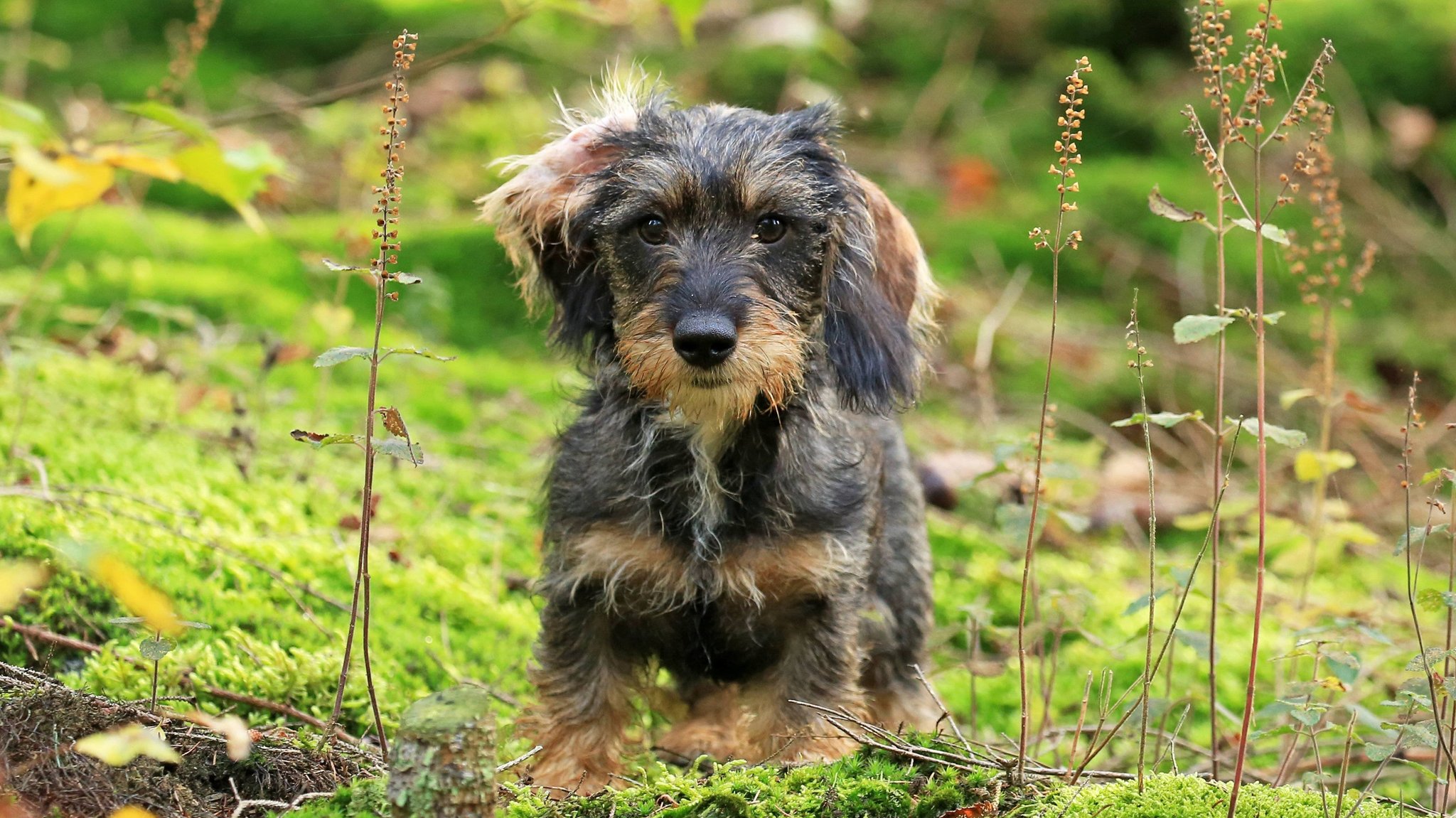 Rauhaardackel | Bild: picture alliance / Arco Images GmbH Rauhaardackel