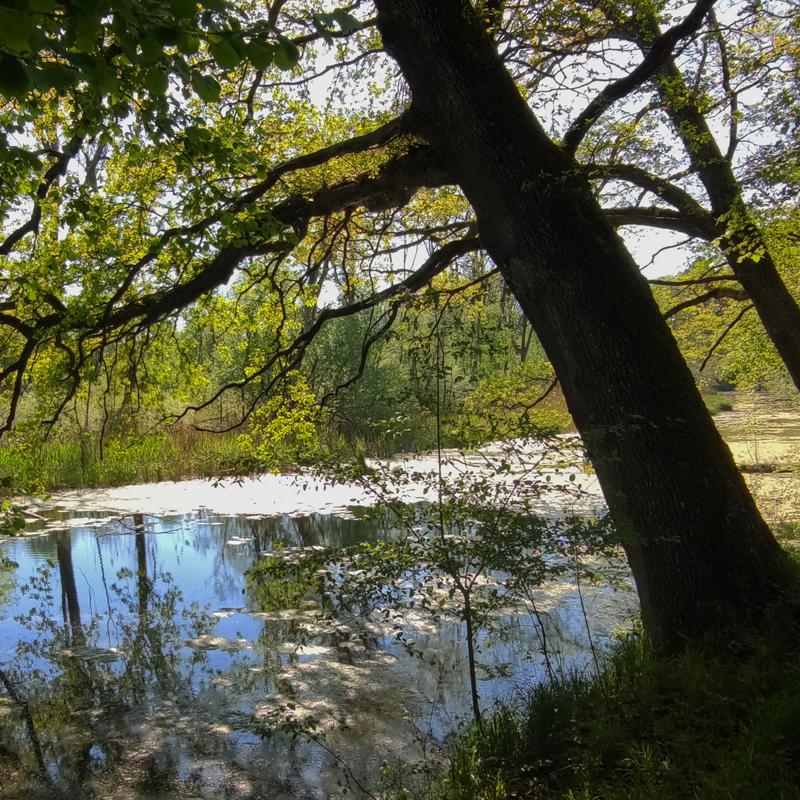 Drunt' in der grünen Au Über