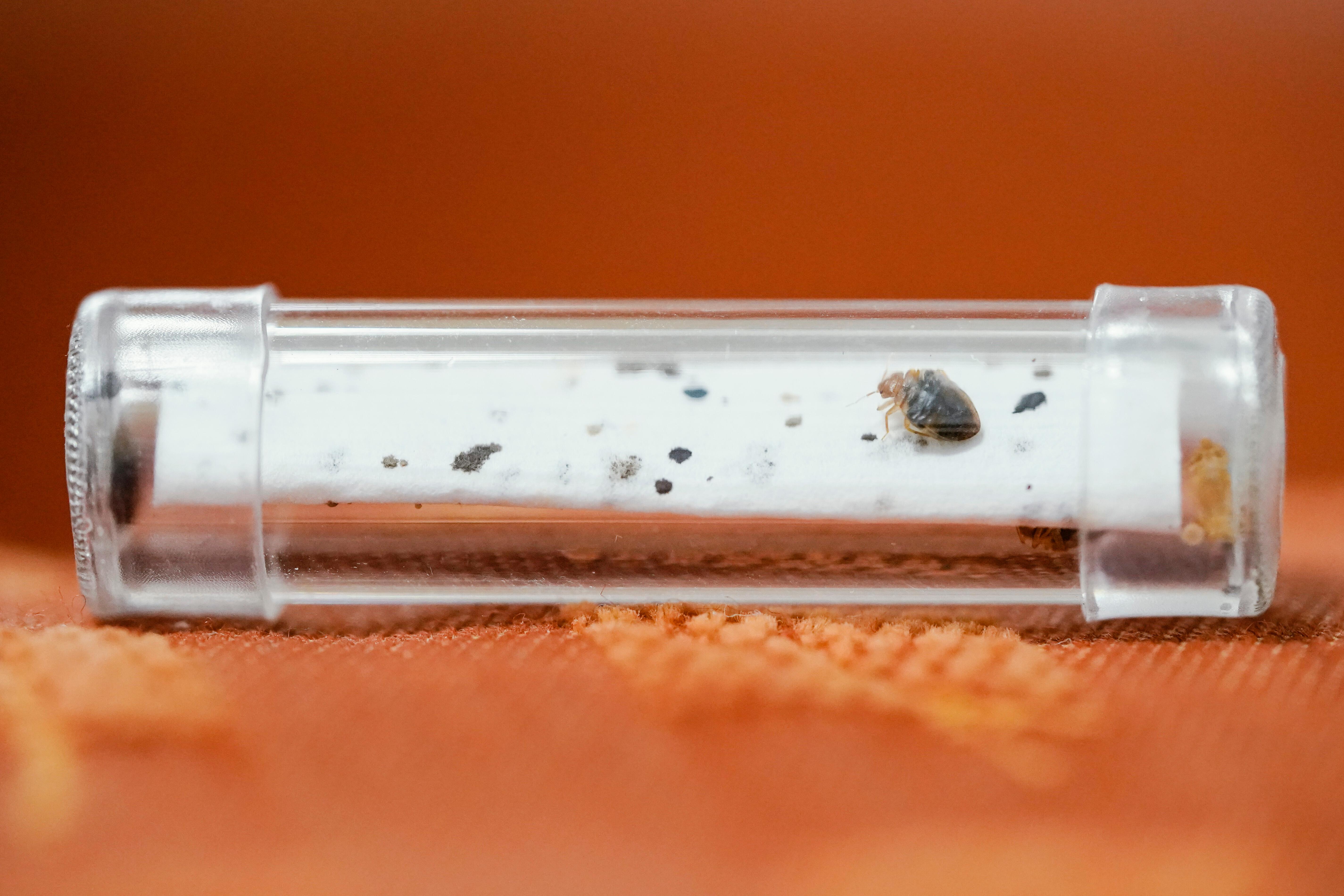 Ein Röhrchen mit Bettwanzen liegt auf einem Sofa. 