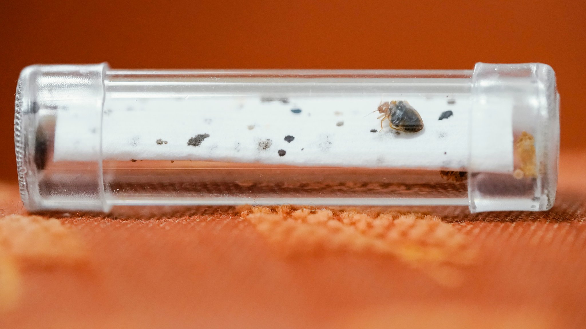 Ein Röhrchen mit Bettwanzen liegt auf einem Sofa. 