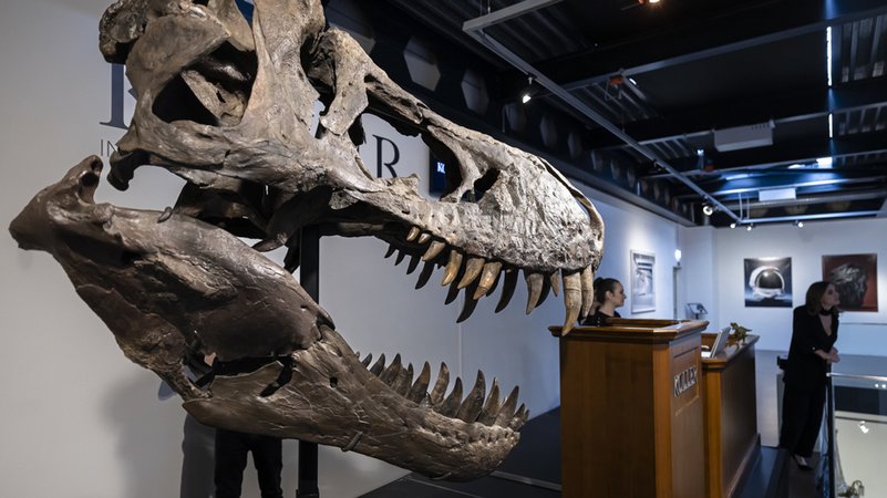 Der Kopf eines T-Rex-Skeletts wird während der Auktion ausgestellt. 