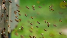 Bienen fliegen.  | Bild:dpa-Bildfunk/Sina Schuldt