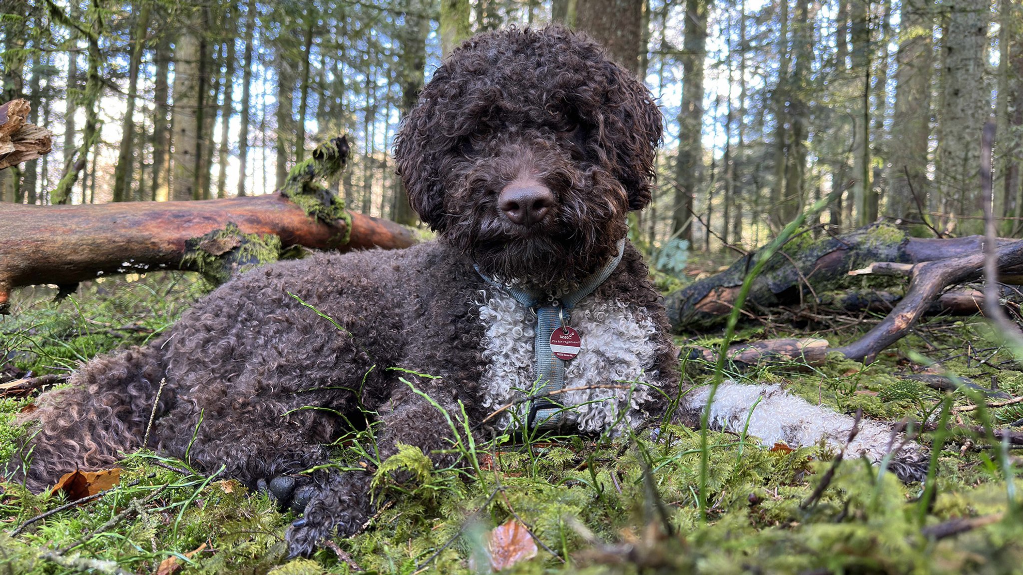 Trüffel-Suchhund Leo gelang ein seltener Fund bei Neuschönau.