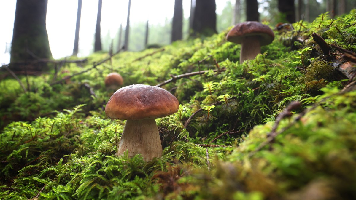 Steinpilze stehen im Wald auf moosigem Boden (Archivbild)