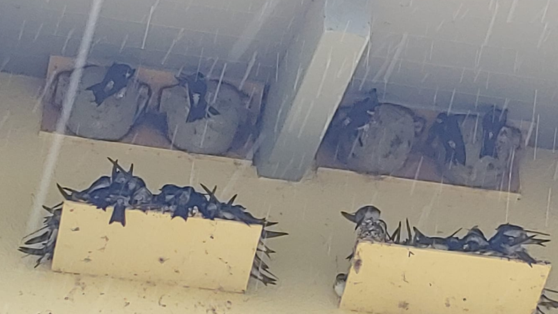 Mehlschwalben tummeln sich unter einem Dachvorsprung, um Schutz vor dem Regen zu finden. | Bild: Matthias Nock / LBV Mehlschwalben tummeln sich unter einem Dachvorsprung, um Schutz vor dem Regen zu finden.